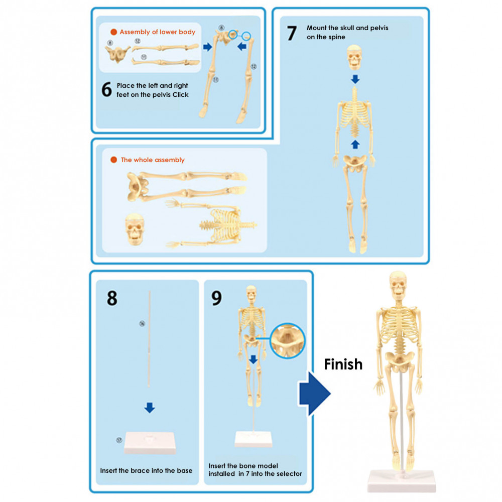 Human Skeleton Model, Mini Scientific Anatomical Human Skeleton Model ...