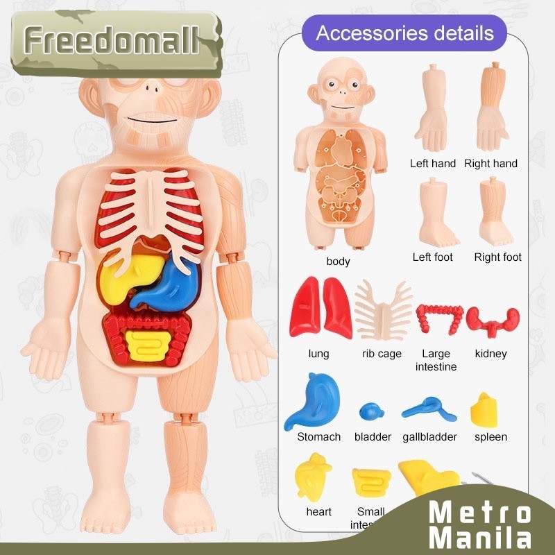 3D Human Body Anatomy Model Puzzle Kid Montessori Organ Assembled Toy ...