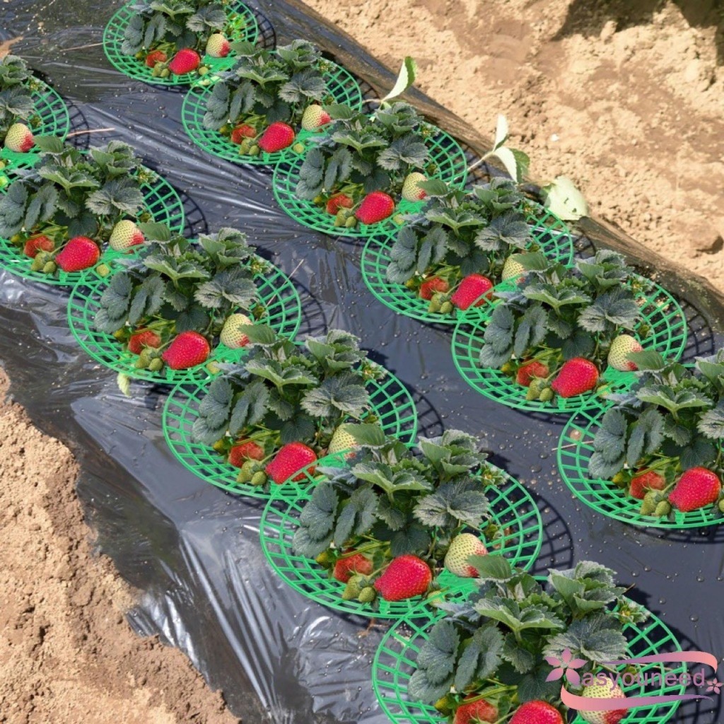 Aay-Strawberry Plant Support Reusable Strawberry Holder Strawberry ...