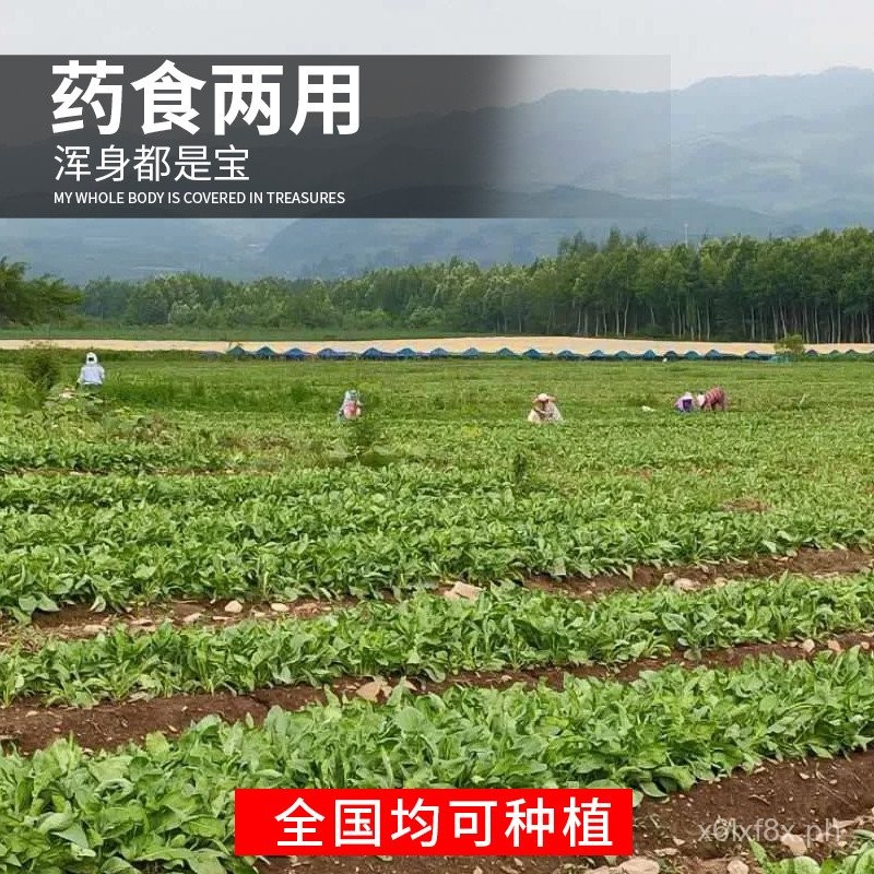 Isatis Seeds Green Vegetables Usman Seeds Isatis Seedlings Four Seasons ...