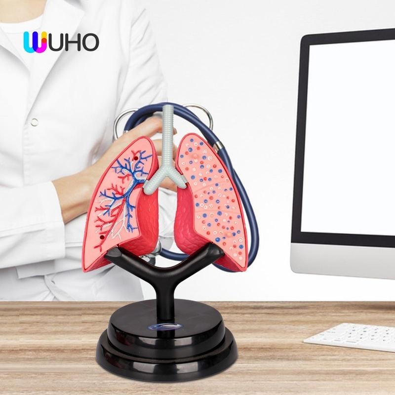[WUHO] Respiratory System Model, Human Lung Model for Home And ...