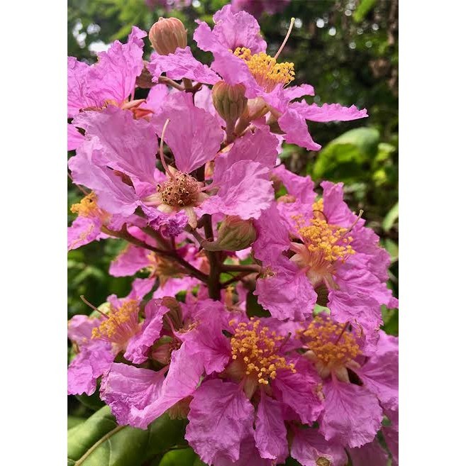 Red/ Purple Banaba Flowering Tree Seedlings | Shopee Philippines