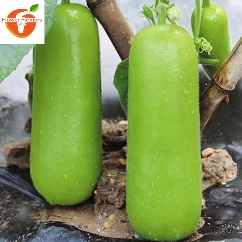 UPO SEEDS ( 25seeds ) - Bottle Gourd Vegetable Seeds | Shopee Philippines