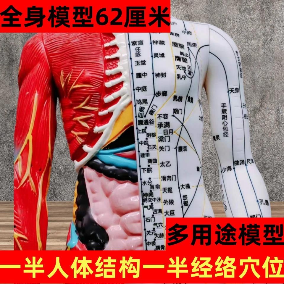Good Quality Whole Body 62cm Acupuncture Acupuncture Points Model Human ...