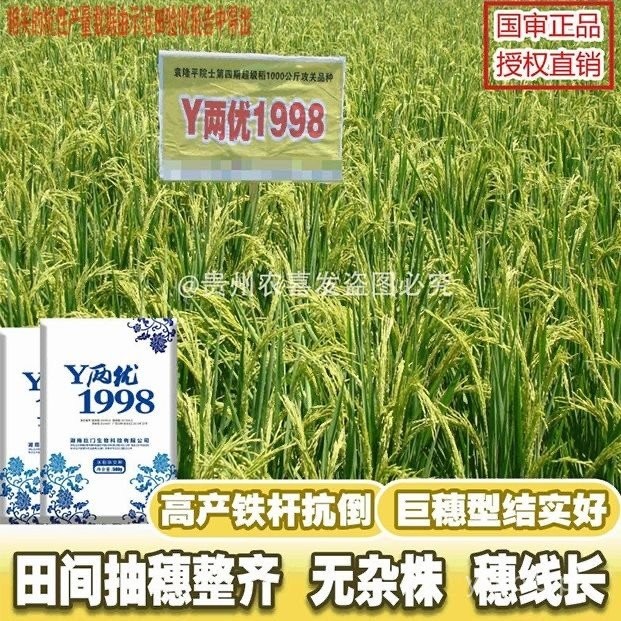 Selected Y Excellent1998Hybrid Rice Seeds Large Ear High Yield Stable ...
