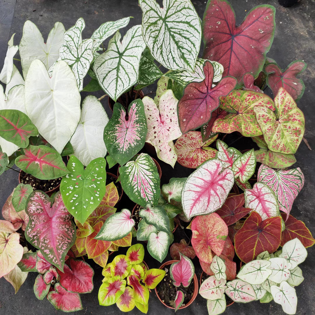 100pcs Seeds Mix Colors Bonsai Caladium Seeds for Planting Flowers ...