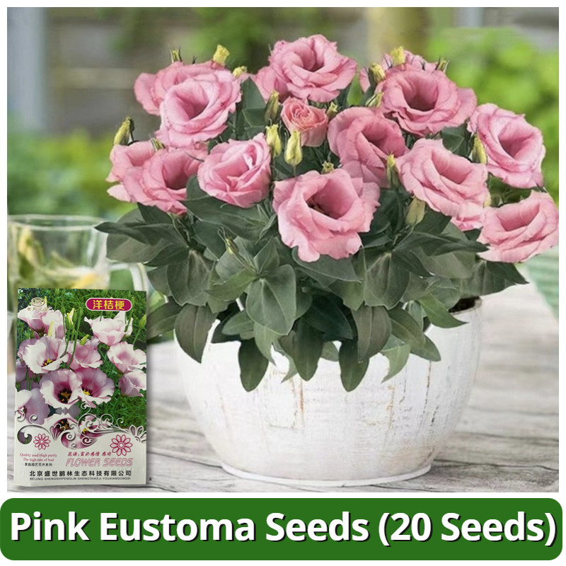 Rare Pink Eustoma Seeds 20pcs Original Eustoma Bonsai Seeds for ...