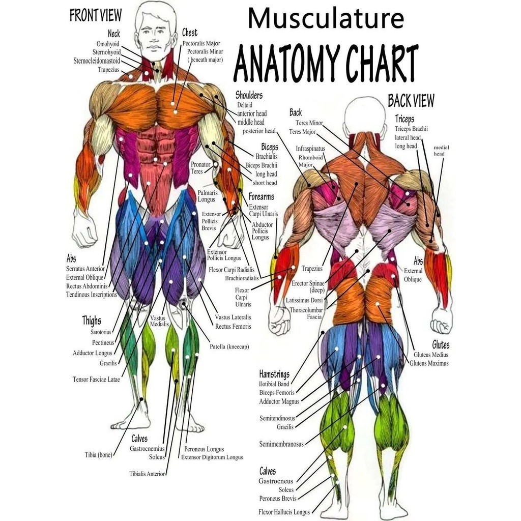 Canvas Print Body Muscle Anatomy Chart Human Anatomy Body Poster ...
