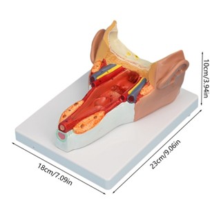 Runun Pharyngeal Wall Muscle Model Model Human Organ Anatomy Models 