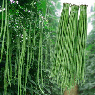 Green Long Beans Seeds 30pcs F1 Hybrid Beans Seeds for Planting ...