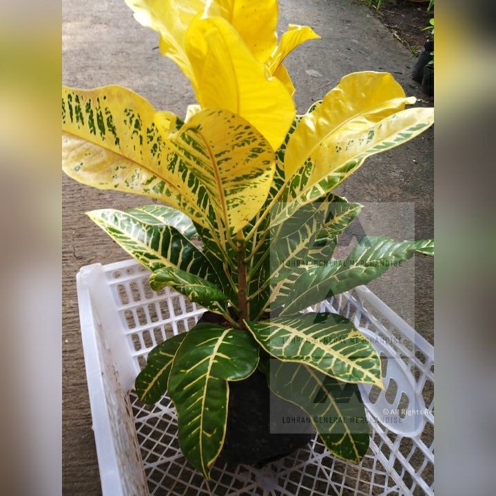 Crotons Yellow Iceton Codiaeum Variegatum | Shopee Philippines