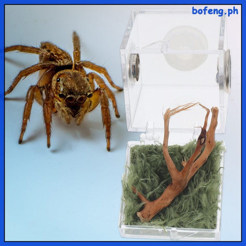 Animals Pet Spider Climbing Feeding Container Reptile Terrarium Acrylic ...