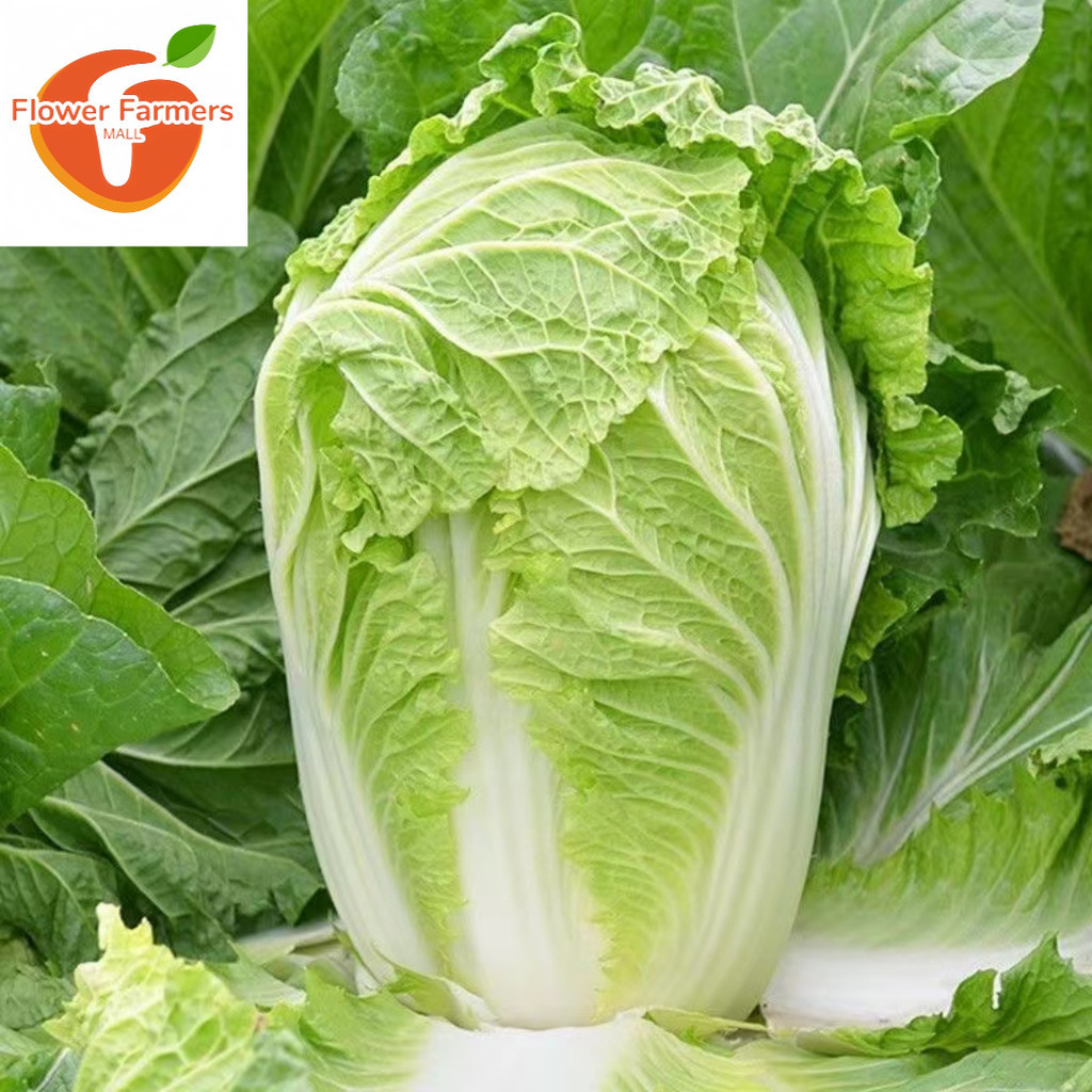 CHINESE CABBAGE / PECHAY BAGUIO SEEDS (100 seeds) | Shopee Philippines