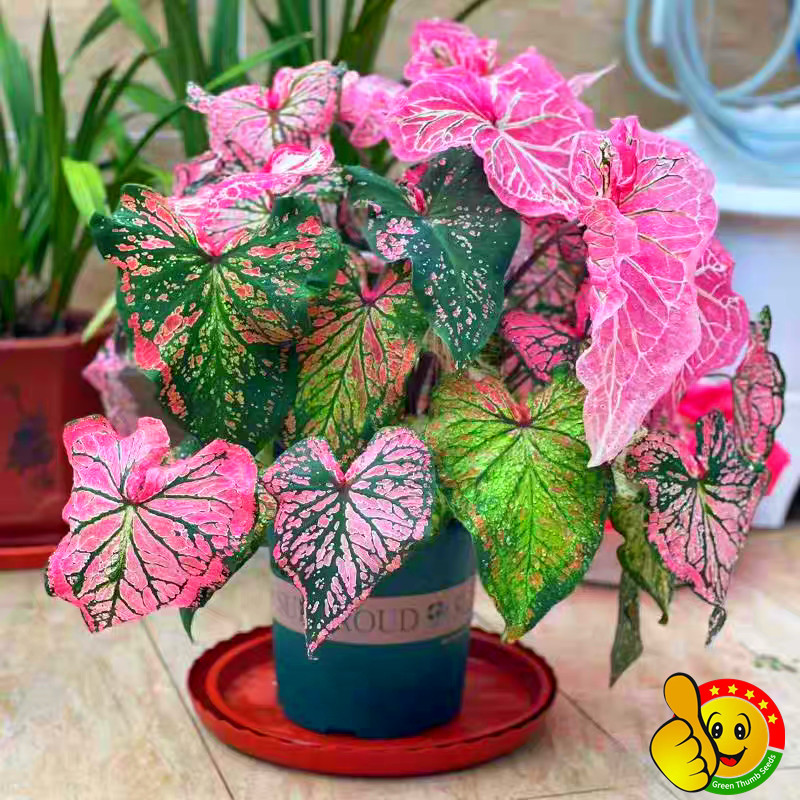 100% Original Assorted Colors Caladium Seeds for Sale (100pcs Seeds ...