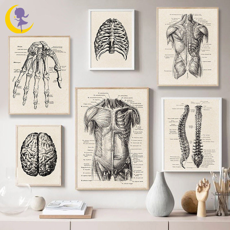 Human Anatomy Vintage Poster Art Print, Medical Anatomy Canvas Painting ...