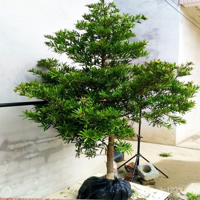 Real Tree Shape Tree Old Tree Stump Potted Podocarpus Bird's Beak ...