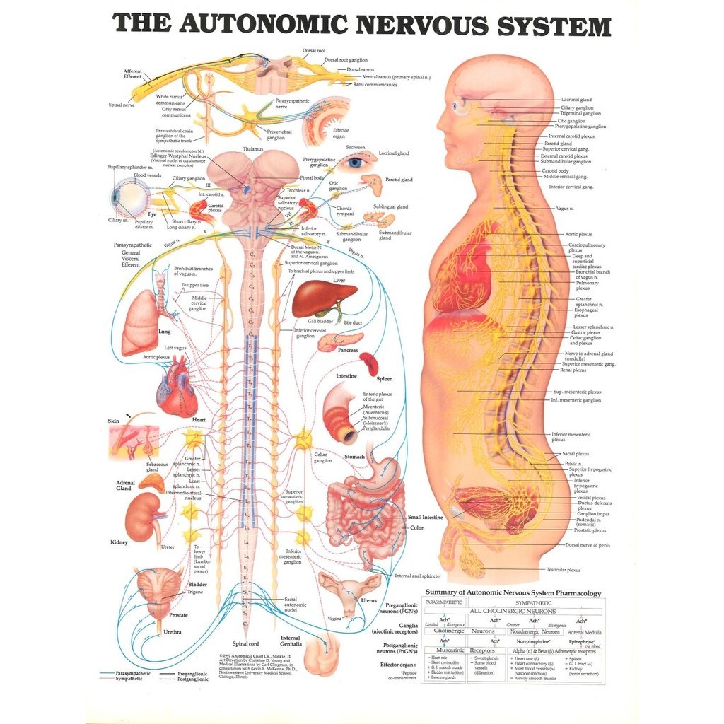 The Autonomic Nervous System Anatomical Diagram Chart Print Art Silk ...