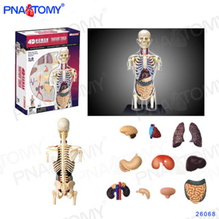 4d MASTER Transparent Male Torso Model Human Body Skeleton Frame ...