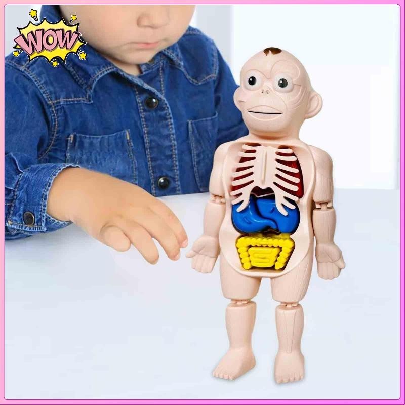 [ Human Body Puzzle with Organs and Limbs Body Parts Organs Learning ...