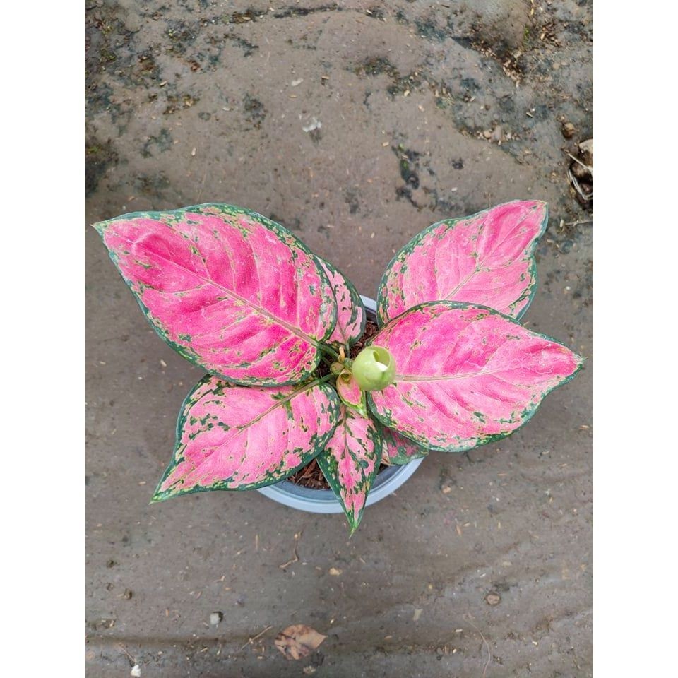 Aglaonema Pink Katrina Last 3 Stocks Free Pot And White Pebbles