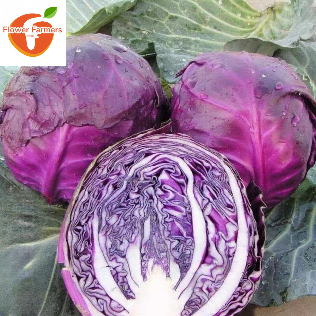 Purple Red Cabbage Repolyo Vegetable Seeds ( 150 seeds )-Purple Cabbage ...