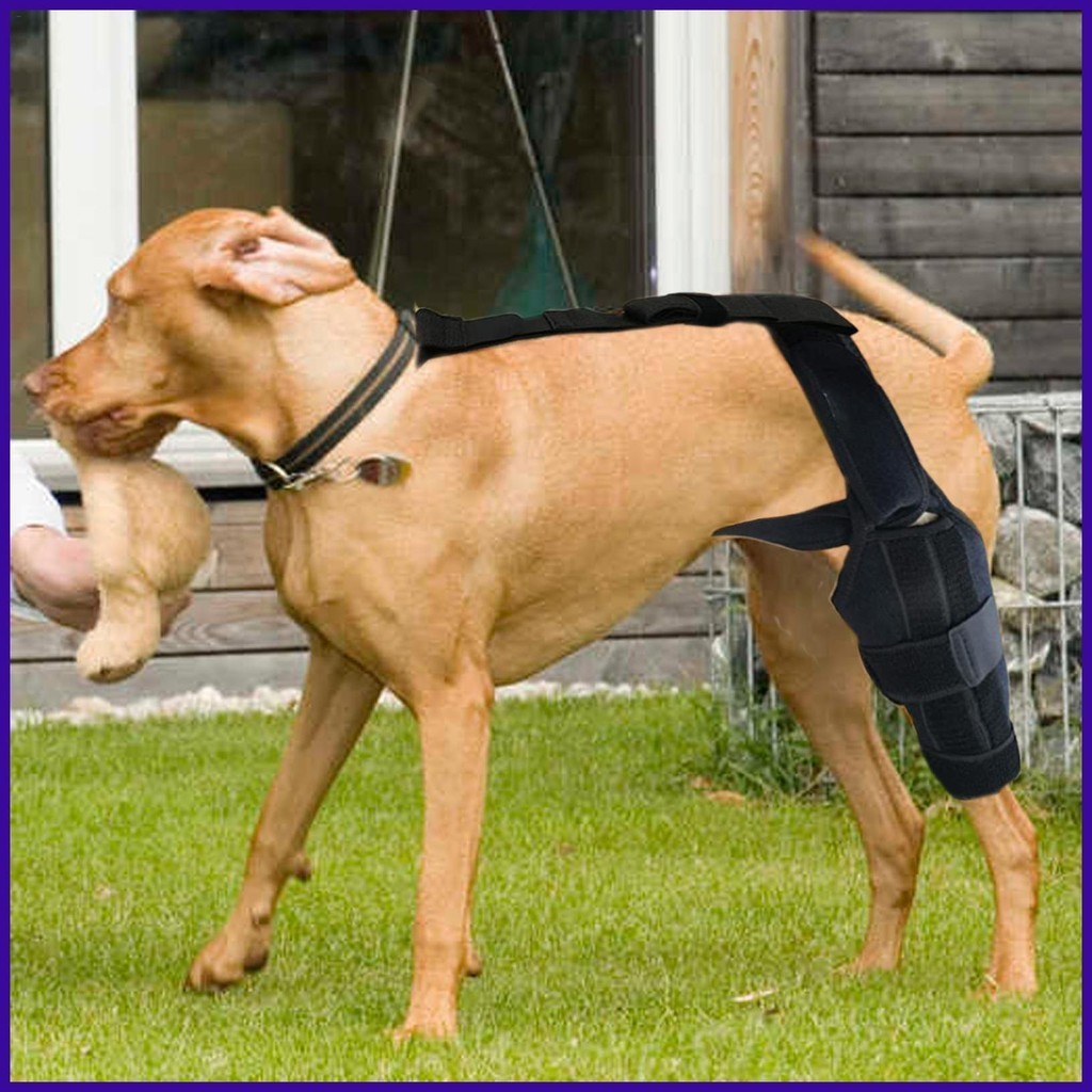 Dog Behind Leg Brace Professional Knee Support Brace Rear Leg ...