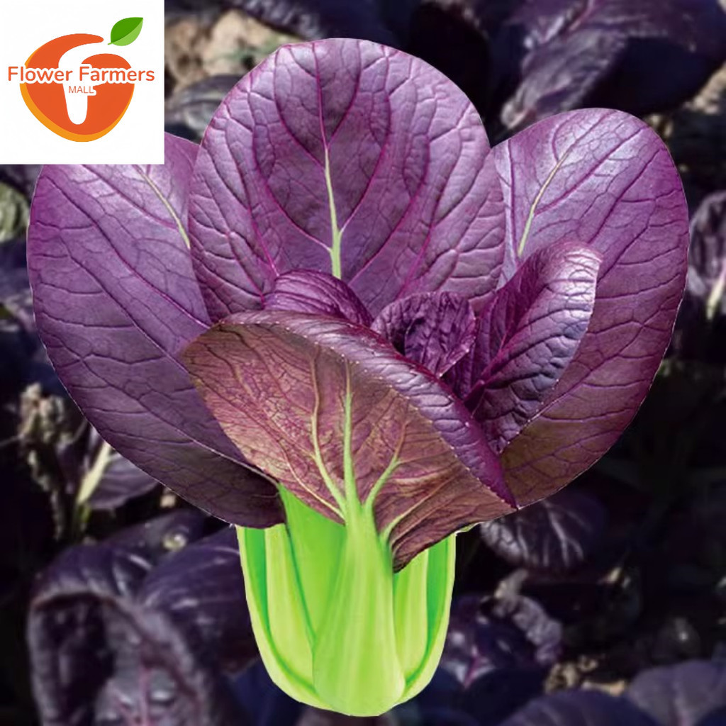 Purple Pechay Pak Choi Vegetable Seeds ( 500 seeds )-Purple PAKCHOI ...