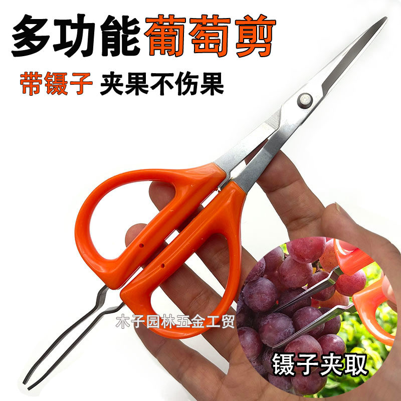 Stainless Steel Grape Vegetable Fruit Thinning Special Scissors Tender ...