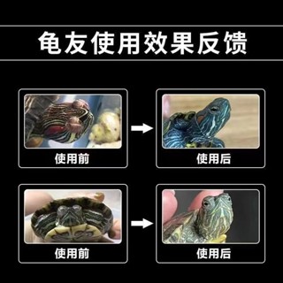 Special Medicine for Turtle White Eye Disease Turtle Eyes Can't Open ...