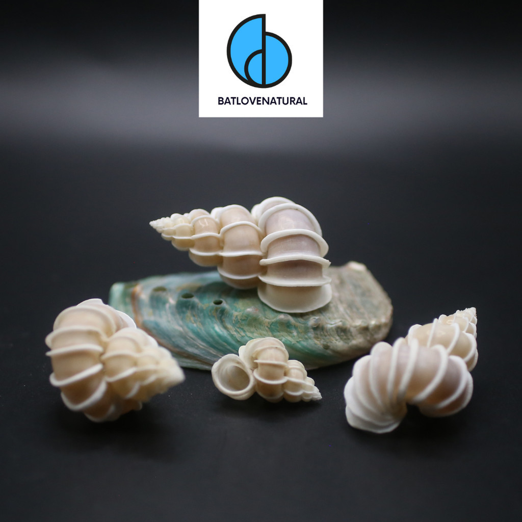 Epitonium Scalare snail shell - BATLOVENATURAL - Decorative snail ...