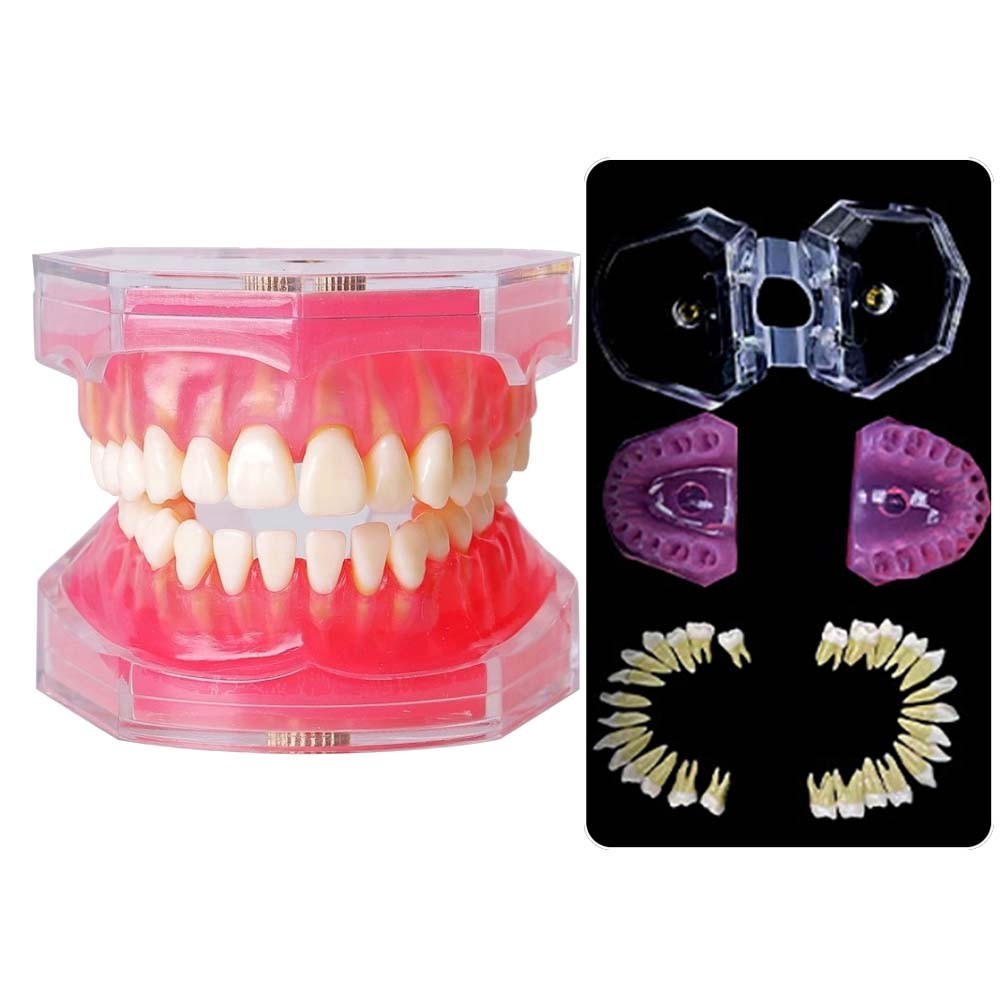 Dental Tooth Model With Removable Teeth Jaw Typodont Soft Gum Adult ...