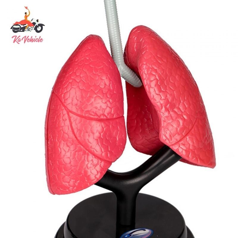 [Whstrong] Respiratory System Model Human Lung Model for Kids Teaching ...