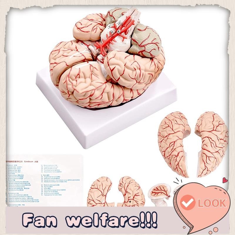 Human Brain Model,Life Size Human Brain Anatomy Model with Display Base