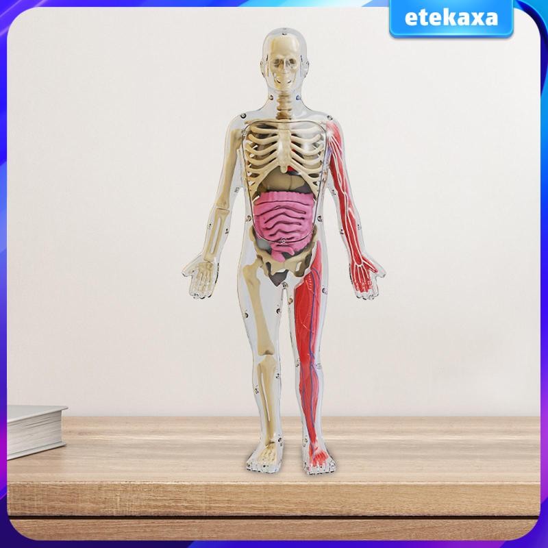 [Etekaxa] Human Body Puzzle Kits for Classroom Demonstration As