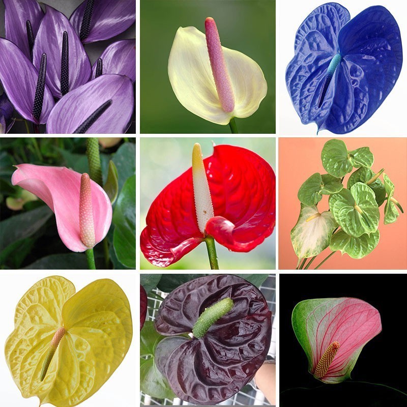 Shop anthurium plant for Sale on Shopee Philippines