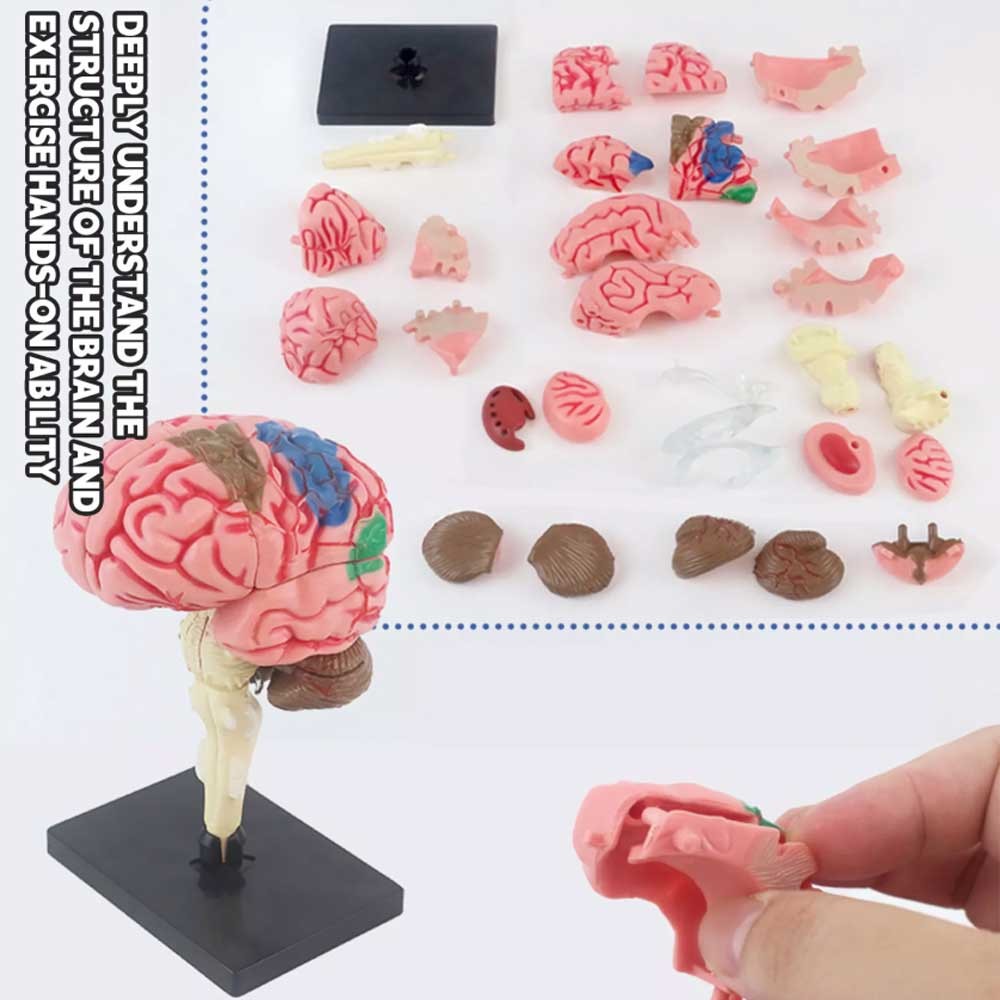 Brain Model Disassembled Anatomical Model Human Brain Model Science