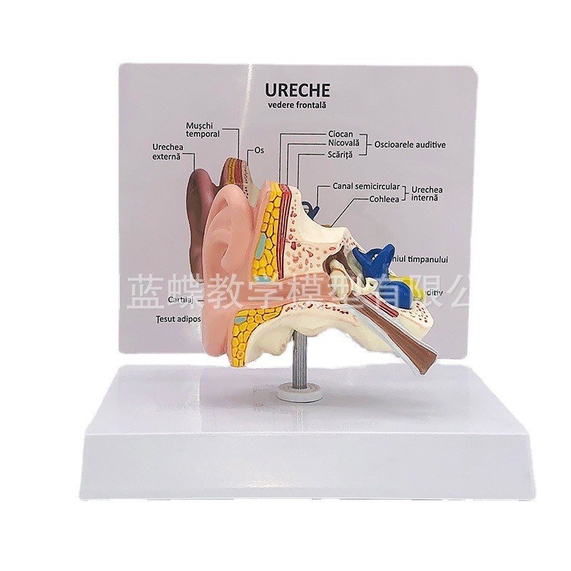 Desktop Ear Anatomy Model Human Medical Ear Anatomy Model Ear Model ...