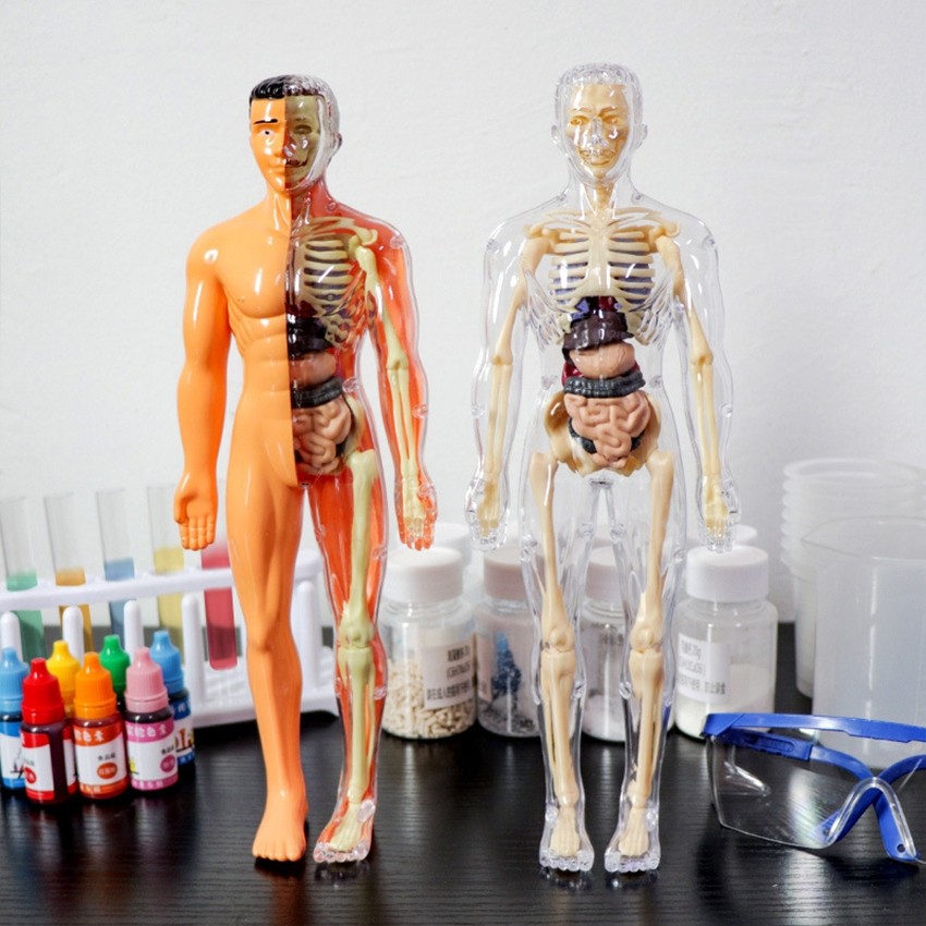 【Fast Shipment】 3d Human Body Torso Model for Kid Anatomy Model ...