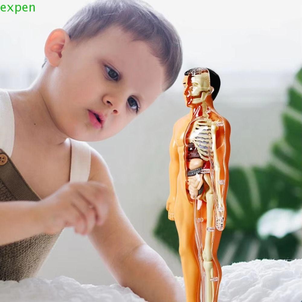 EXPEN 3d Human Torso Model, Plastics Transparent Science Cognitive