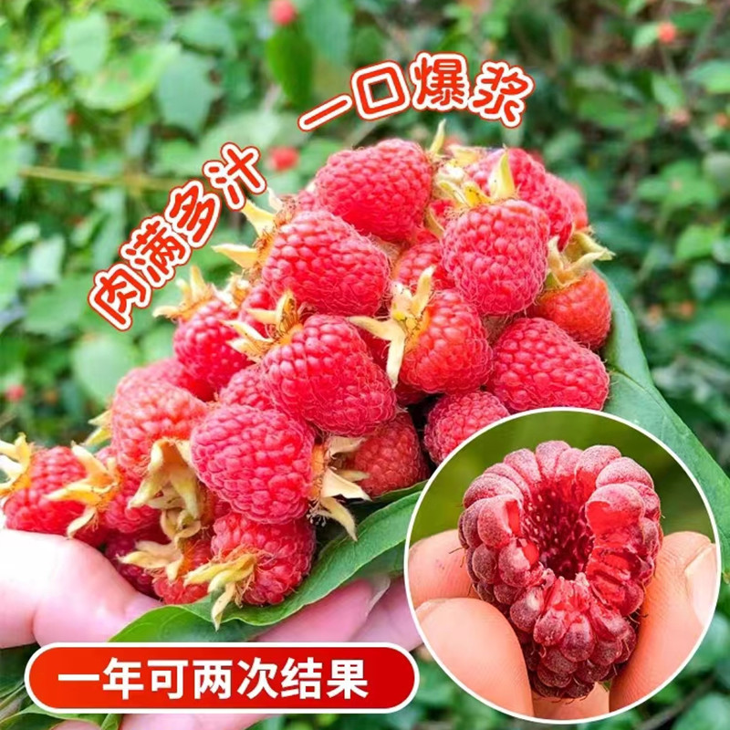 100% Original Sweet Edible Bonsai Raspberry Fruit Seeds Fresh 800pcs ...
