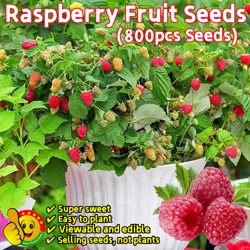 100% Original Sweet Edible Bonsai Raspberry Fruit Seeds Fresh 800pcs ...