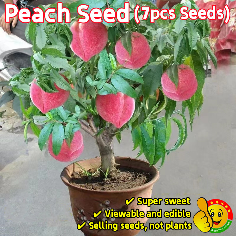 100% Original Sweet Bonsai Peach Seeds 7pcs Edible Dwarf Peach Plants ...