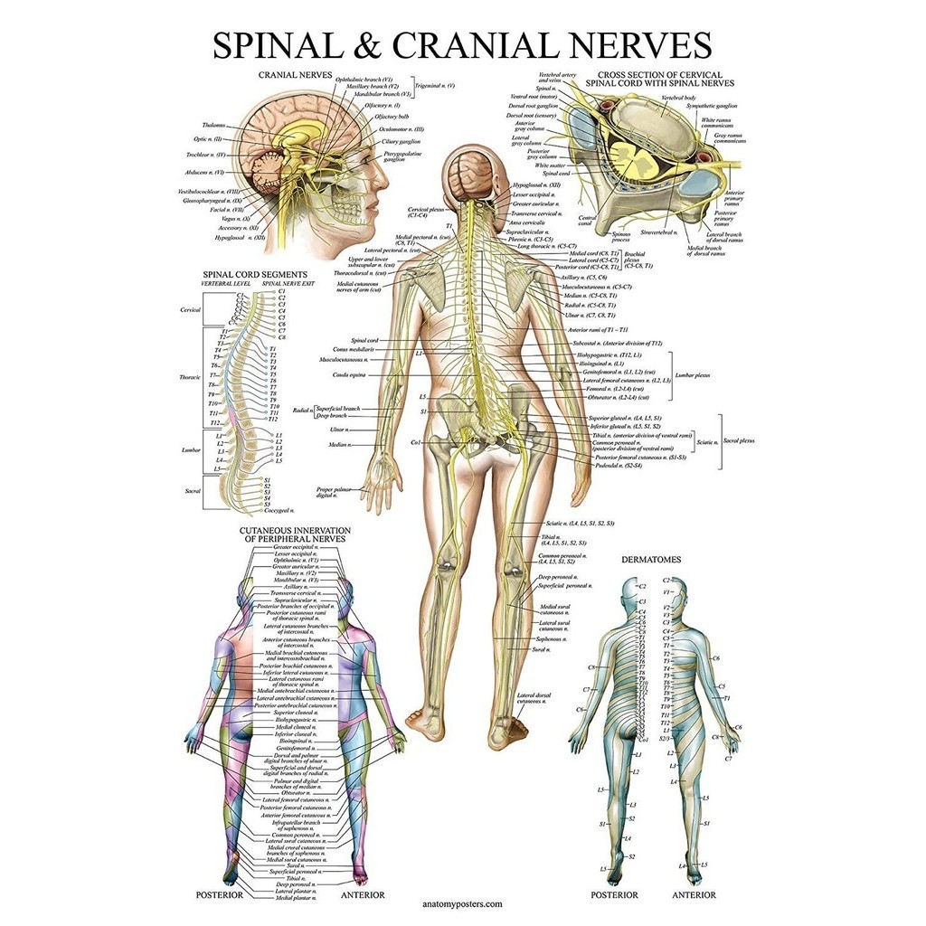 Spinal Nerves Anatomical Chart Spine and Cranial Nervous System Anatomy ...