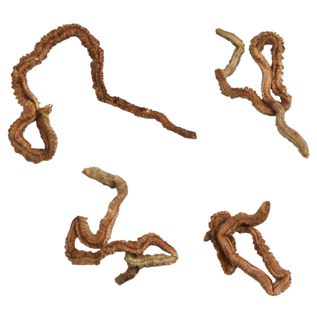 [Heaven 0823] 6/10g Dry Sandworm Live Fishing Lure For Feeder Catfish