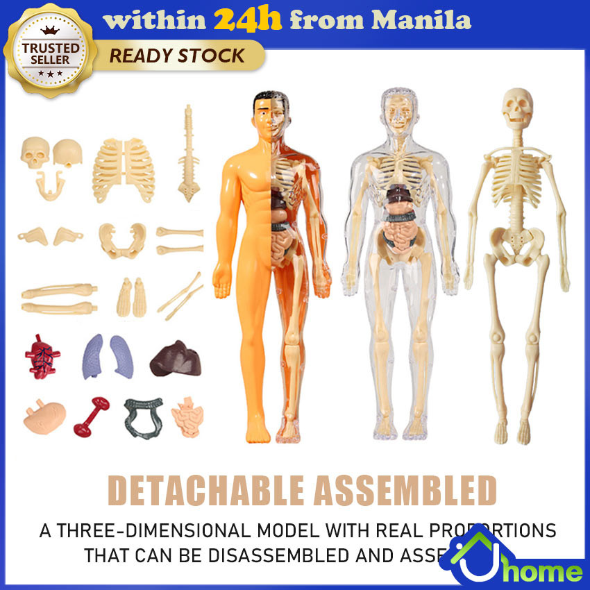 Montessori 3D Puzzle Human Body Anatomy Model Educational Learning ...