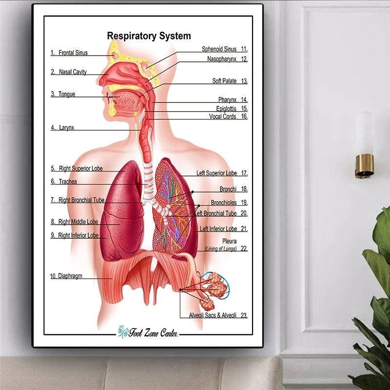Respiratory System Anatomy Canvas Picture Education Poster Medical ...