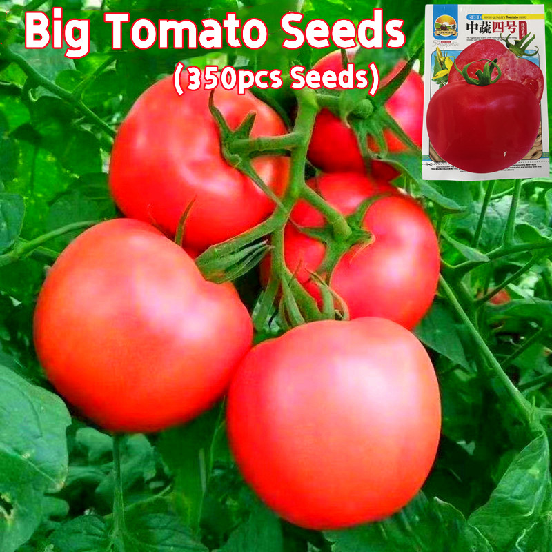 100% Original Sweet Giant Tomato Seeds Sale 350pcs Heirloom Big Tomato ...