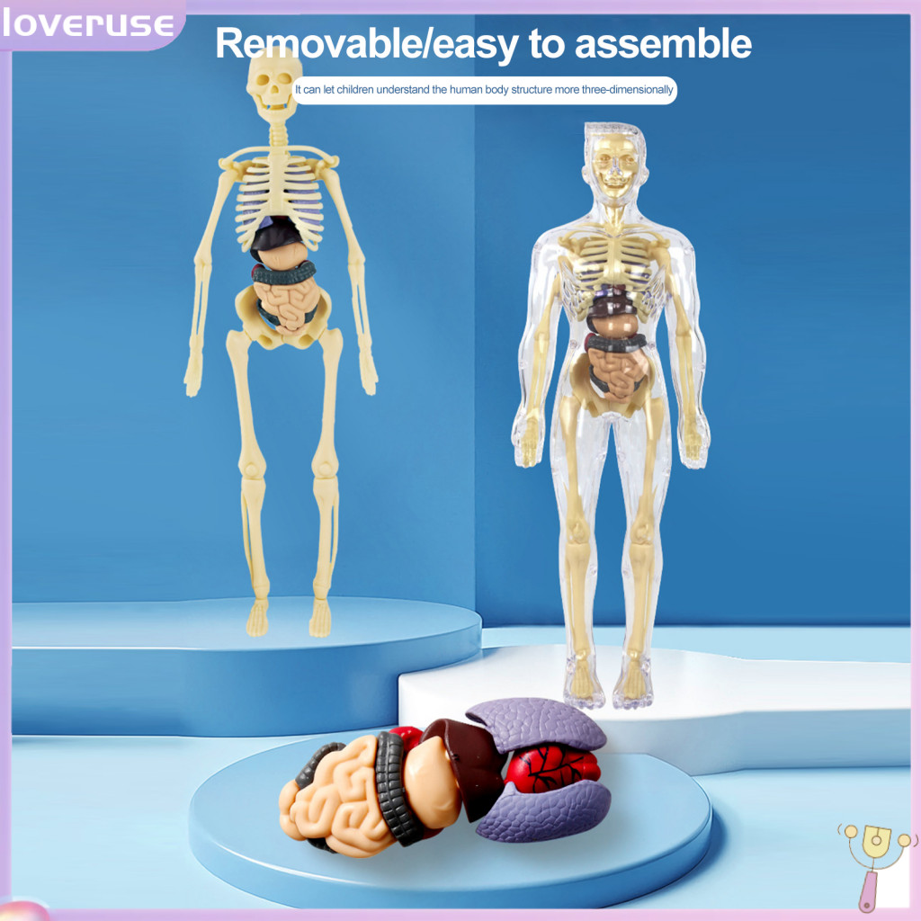 /LO/ Anatomy Model Learning Toy for Kids Body Model Set for Kids ...