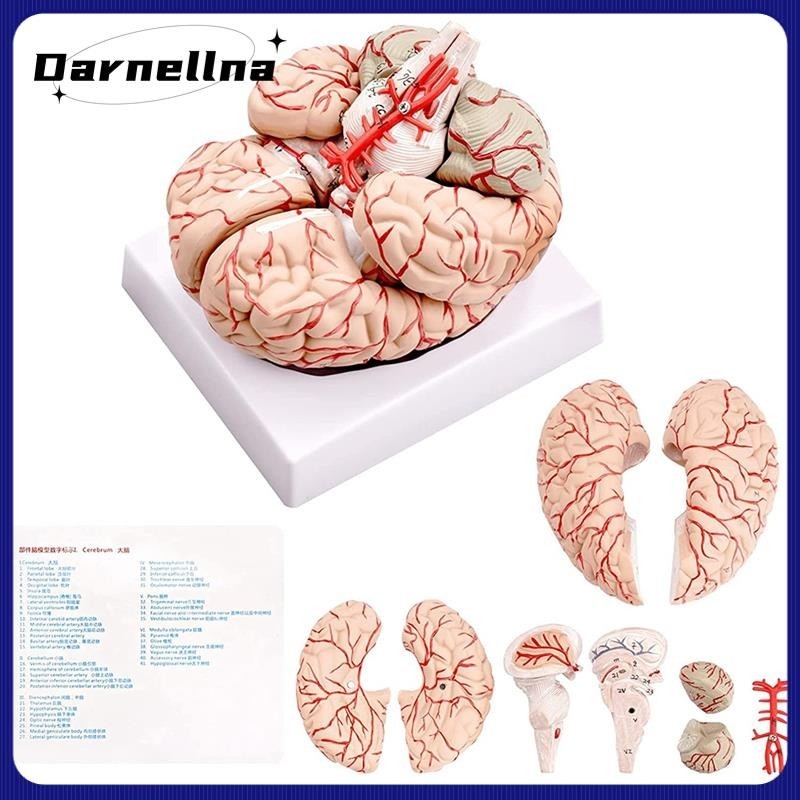【darnellna】Human Brain Model,Life Size Human Brain Anatomy Model with ...