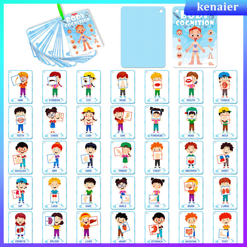 Kids Pocket Card Body Parts Flash Human Cards Classroom Games Awareness ...